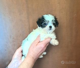 Cucciola femmina maltipoo
