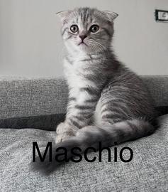 Scottish fold