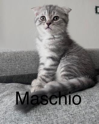 Scottish fold