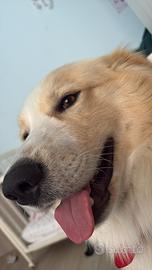 Cane bravissimo