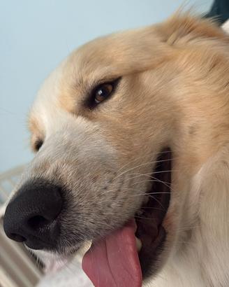 Cane bravissimo