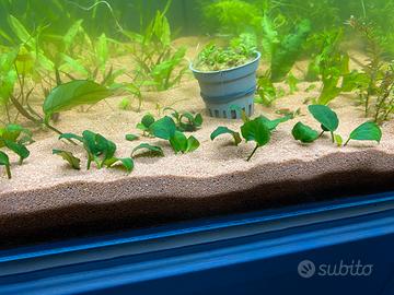 Piantine acquario