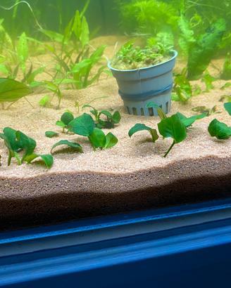 Piantine acquario