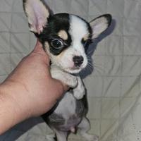 Chihuahua maschio mini