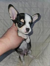 Chihuahua maschio mini