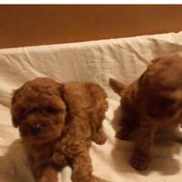 Barboncini mini toy red brown