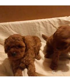 Barboncini mini toy red brown