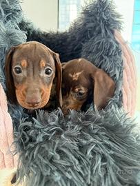 Bassotto arlecchino e marrone