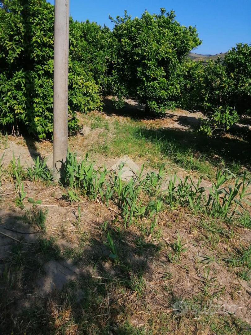 TER. AGRICOLO A SQUILLACE - Vista 4