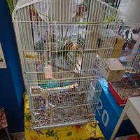 Coppia aghaphornis ancestrali con gabbia