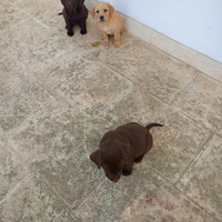 Cuccioli cane labrador