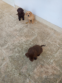 Cuccioli cane labrador