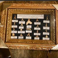 PREGIATAcollezioneFOSSILIetaSTIMAT45/70milioniANNI