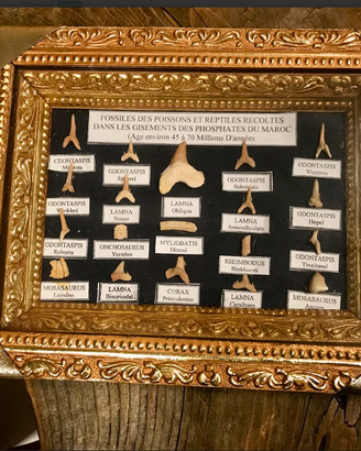 PREGIATAcollezioneFOSSILIetaSTIMAT45/70milioniANNI