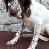 Setter inglese