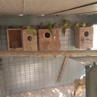 Calopsite e parrocchetti