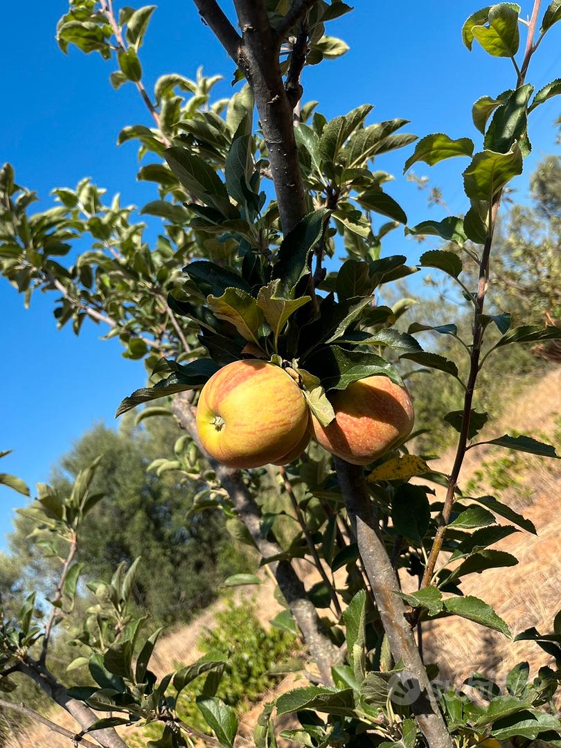 Terreno agricolo - Vista 5