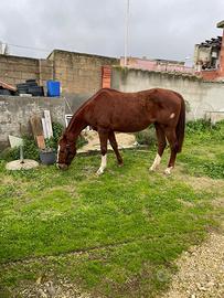 Cavalla Saura del 2008