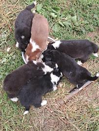 Cuccioli di border collie