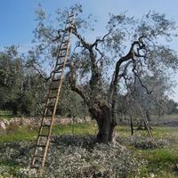 Potatura Olivi e Manutenzione Verde