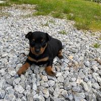 Cuccioli pincher originali