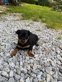 Cuccioli pincher originali