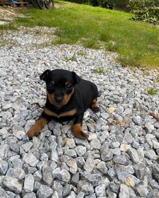 Cuccioli pincher originali