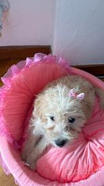 Cucciolo Femmina Maltipoo