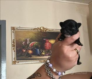 Chihuahua