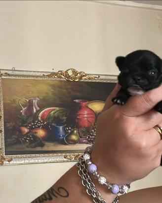 Chihuahua