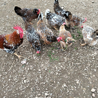 Galline ornamentali millefiori di lonigo