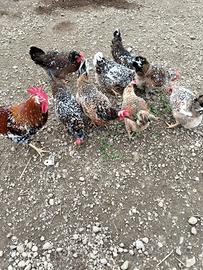 Galline ornamentali millefiori di lonigo