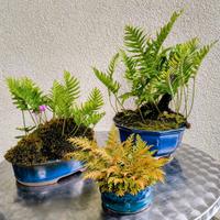 Shitakusa e Kusamono, non solo bonsai...