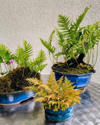 Shitakusa e Kusamono, non solo bonsai...
