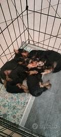 Cuccioli Yorkshire terrier