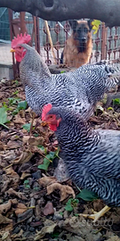 Coppia gallo e gallina amrock