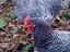 Immagine 1