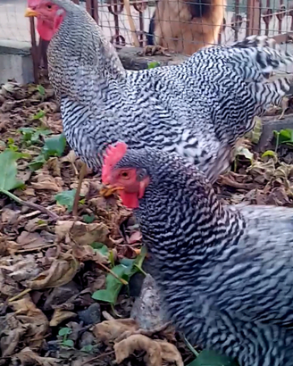Coppia gallo e gallina amrock