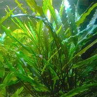 Piantine di Cryptocoryne wendtii o undulata