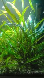 Piantine di Cryptocoryne wendtii o undulata