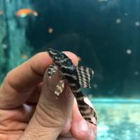 Pleco L333