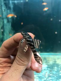 Pleco L333