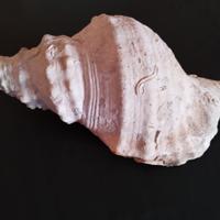 Rara conchiglia (probabilmente)una Charonia lampas