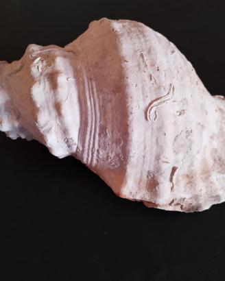 Rara conchiglia (probabilmente)una Charonia lampas