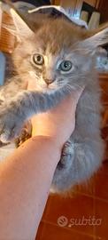 Maine Coon
