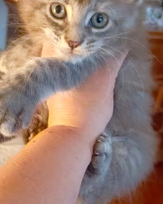 Maine Coon