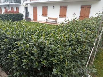 Bicamere con due bagni e con giardino