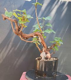 Bonsai