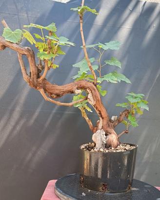 Bonsai