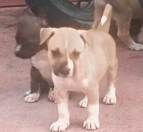 Dono cuccioli incrocio husky con Pitbull redinusa